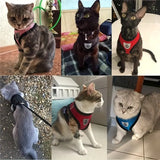 Buttercup - Cat harness with leash