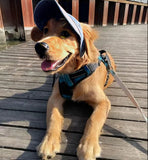 Hundsome dog cap