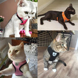 Buttercup - Cat harness with leash